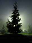Highlight for Album: A Foggy Night